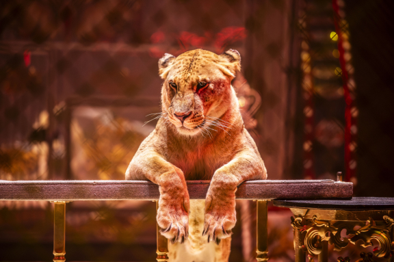 Новый год в Стране чудес